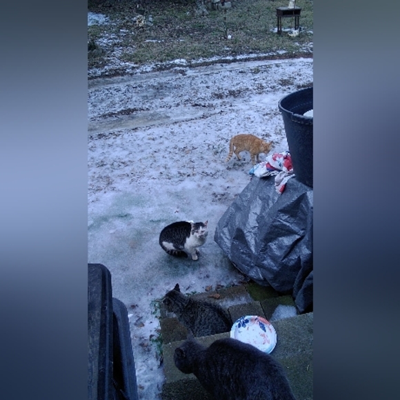 Meet your Posher, Cheyenne - Picture 5 of 9